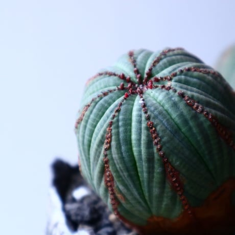 ユーフォルビア  オベサ   Wヘッド   Euphorbia obesa   no.20309