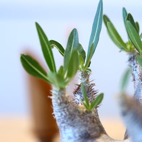 Pachypodium densiforum × Yuta Uchida   no.90330