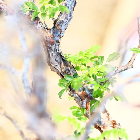 コミフォラ モンストローサ / Commiphora monstrosa   no.41621