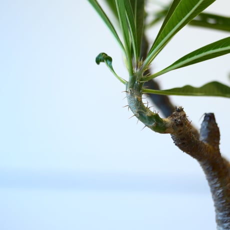 N/OH × Pachypodium  gracilius    no.61844