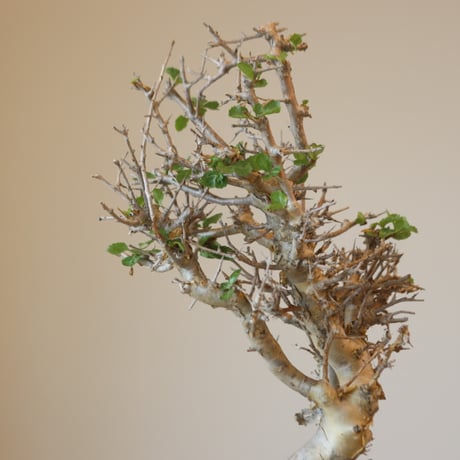 Commiphora wightii × たけろうポット   no.90104