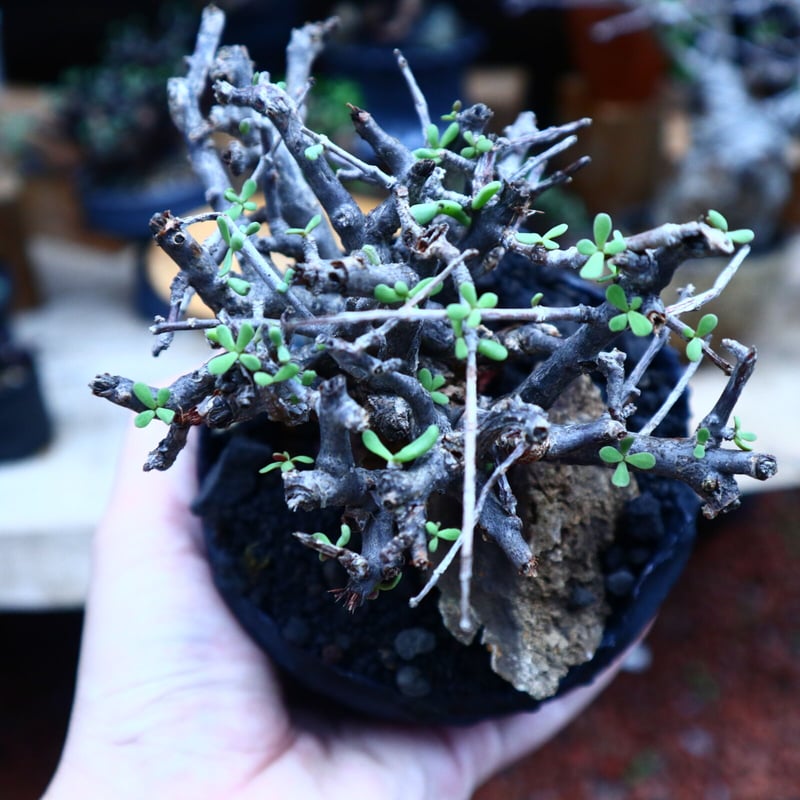 ケラリア フルチコーサ／Ceraria fruticosa no.90501 | 芽の巣山