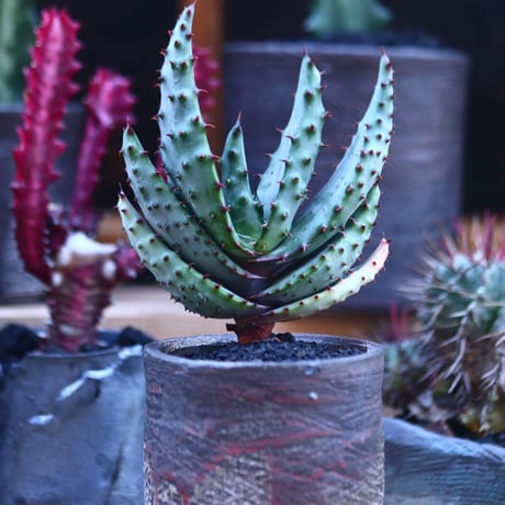 アロエ  マルロシー   Aloe marlothii    no.32129