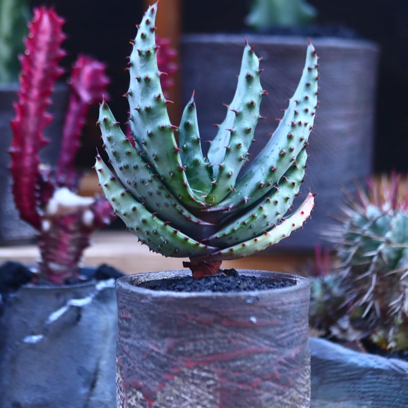 アロエ マルロシー Aloe marlothii no.32129 | 芽の巣山