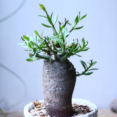 パキポディウム   ビスピノーサム     Pachypodium bispinosum     no.101833