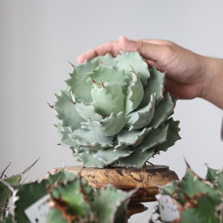 Agave Isthmensis / Style of Chika　no.421101