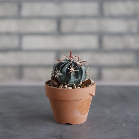 Ferocactus latispinus × N/OH (3号鉢)  no.510/47