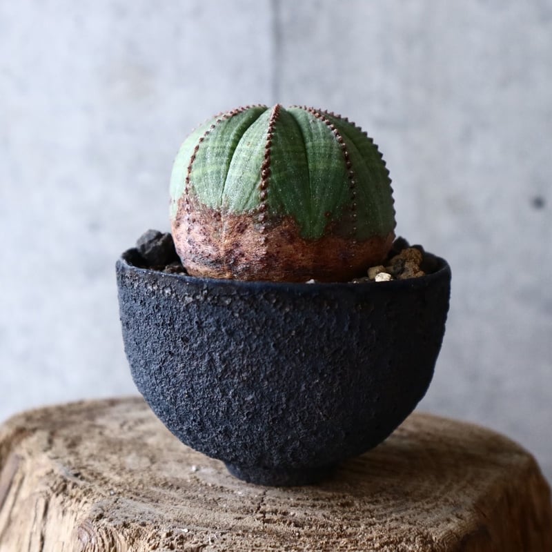 3株 販売 美形 選抜 ユーフォルビア オベサ Euphorbia obesa オールド】ユーフォルビア・オベサ Euphorbia obesa - HANS 多肉
