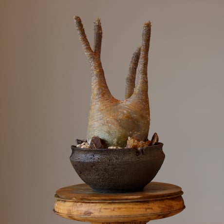 グラキリス | STORES