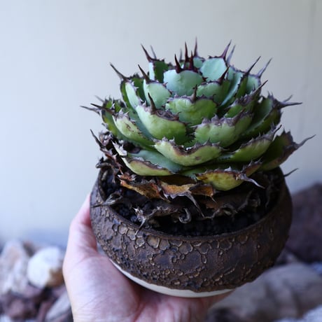 アガベ   ポタトラム    古株   Agave potatorum  old  no.51906