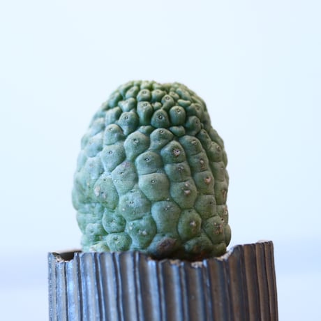 Larryleachia cactiformis × N/OH　no.90314