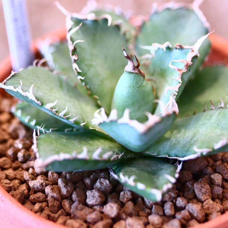 9/9入荷未発根未活着ベアルート植込み】 Agave titanota 