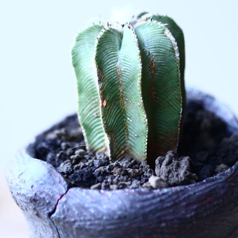 アズテキウム ヒントニー 自根 Aztekium hintonii no.90628