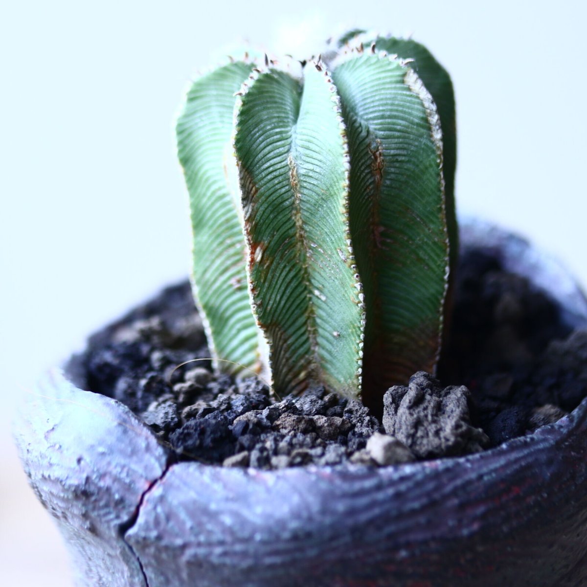 アズテキウム ヒントニー 自根 Aztekium hintonii no.90628