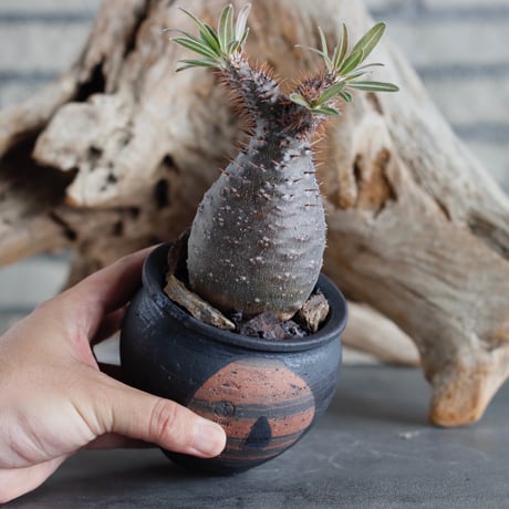 Pachypodium gracilius × N/OH (3号)  no.622-9