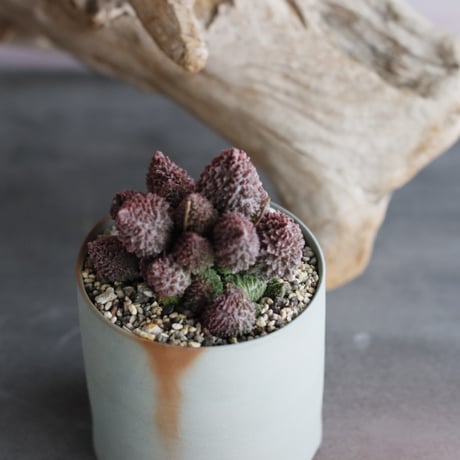 Adromischus marianiae var.herrei  × 備前鉢3号/ IRIETTY  no.607-12