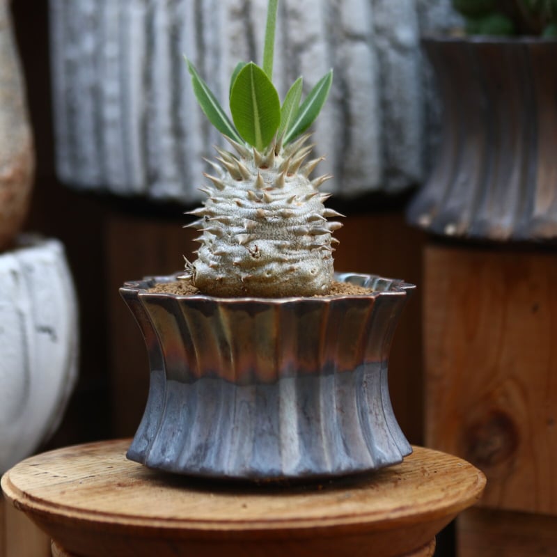 konect vortex 植木鉢 鉢 2025年最新】konect vortexの人気アイテム - メルカリ