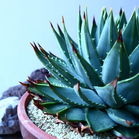 アロエ   ポリフィラ    Aloe polyphylla  no.30101