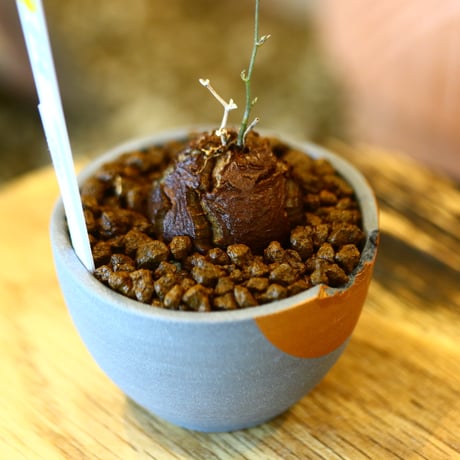 N/OH × Dioscorea elephantipe    no.111912