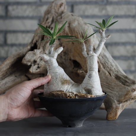 Pachypodium gracilius × takero pot (5号)  no.629-35