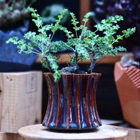 ペラルゴニム   アルテルナンス   Pelargonium alternans      no.10937