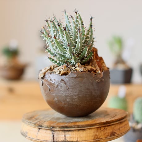 Aloe melanacantha ssp. var. erinacea  × takero pot (3.5号)  no.111/19