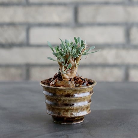 希少 コレクション株 オトンナ パキポダ isla del pescado-多肉植物-塊根植物-Othonna pachypoda