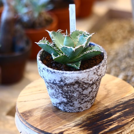 YAMABACHI ver. takero pot × Agave titanota "Filigree crested  no.102245
