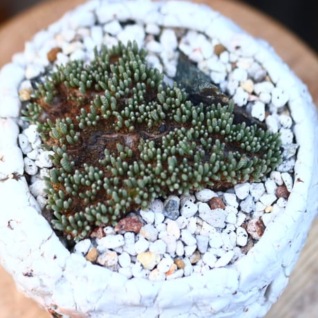 アボニア   クイナリア   アルストニー  赤花／Avonia quinaria ssp. alstonii    no.110703