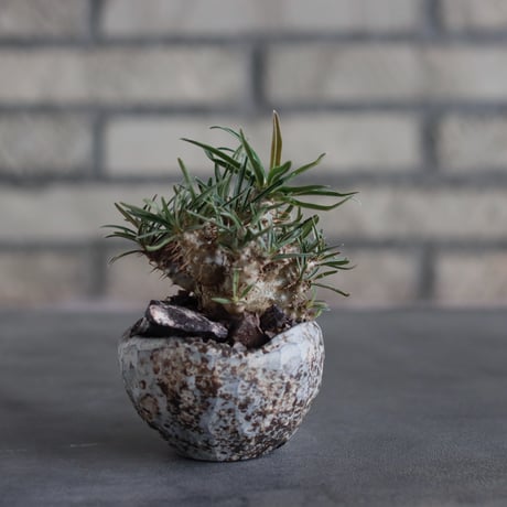 Pachypodium gracilius × takero pot (2.5号)  no.817-9