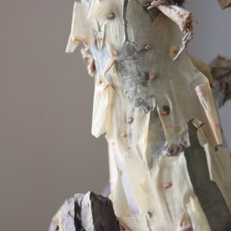 Bursera fagaroides × N/OH  no.51236