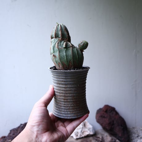 ユーフォルビア  オベサ 　Euphorbia obesa　no.90116