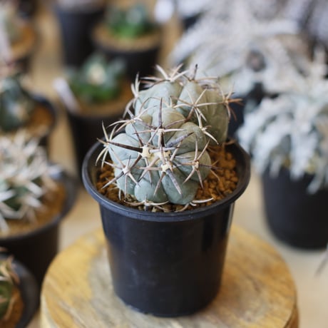 Echinocactus horizonthalonius / 黒刺雷帝 (3.5号)  no.1226/15