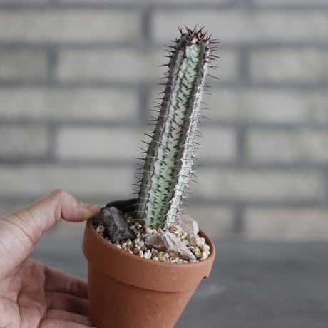 Euphorbia confinalis ssp. rhodesiaca (ローデシアカ白) / Zimbabwe / T.W. × YAMABACHI (3号) no.329/33