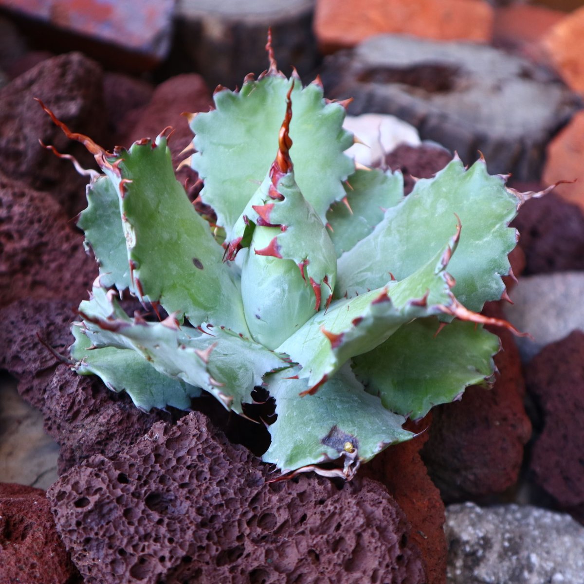 アガベ ポタトラム 'Spawn' Agave potatorum 'Spawn