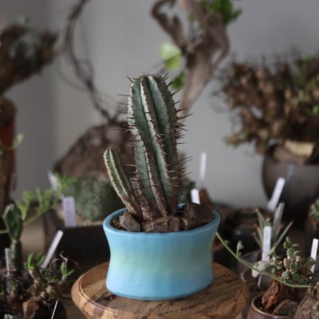 Euphorbia horrida × SahoYoshimoto / 六本芽  no.1201-29