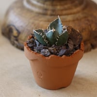 アガベ　ゴールド&ブルー CATEGORY オカフィー | アガベの専門店 とげまる