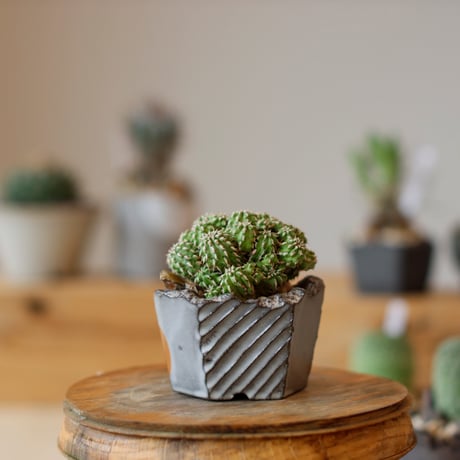 Euphorbia sepultap × N/OH (2.5号)  no.111/25
