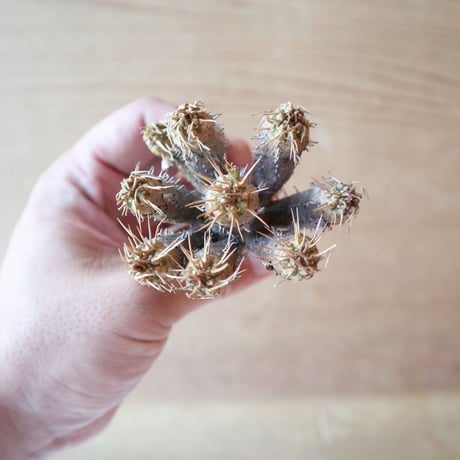 ユーフォルビア   ギラウミニアナ  Euphorbia guillauminiana  no.630EGS8
