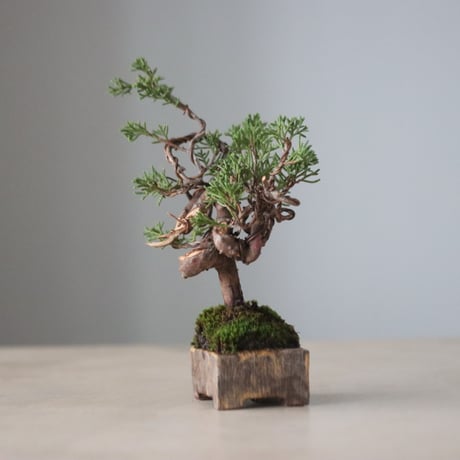 真柏(10年) / YOSHIZAWA3-SHOHINBONSAI × KEI CONDO (2号鉢)  no.330/10
