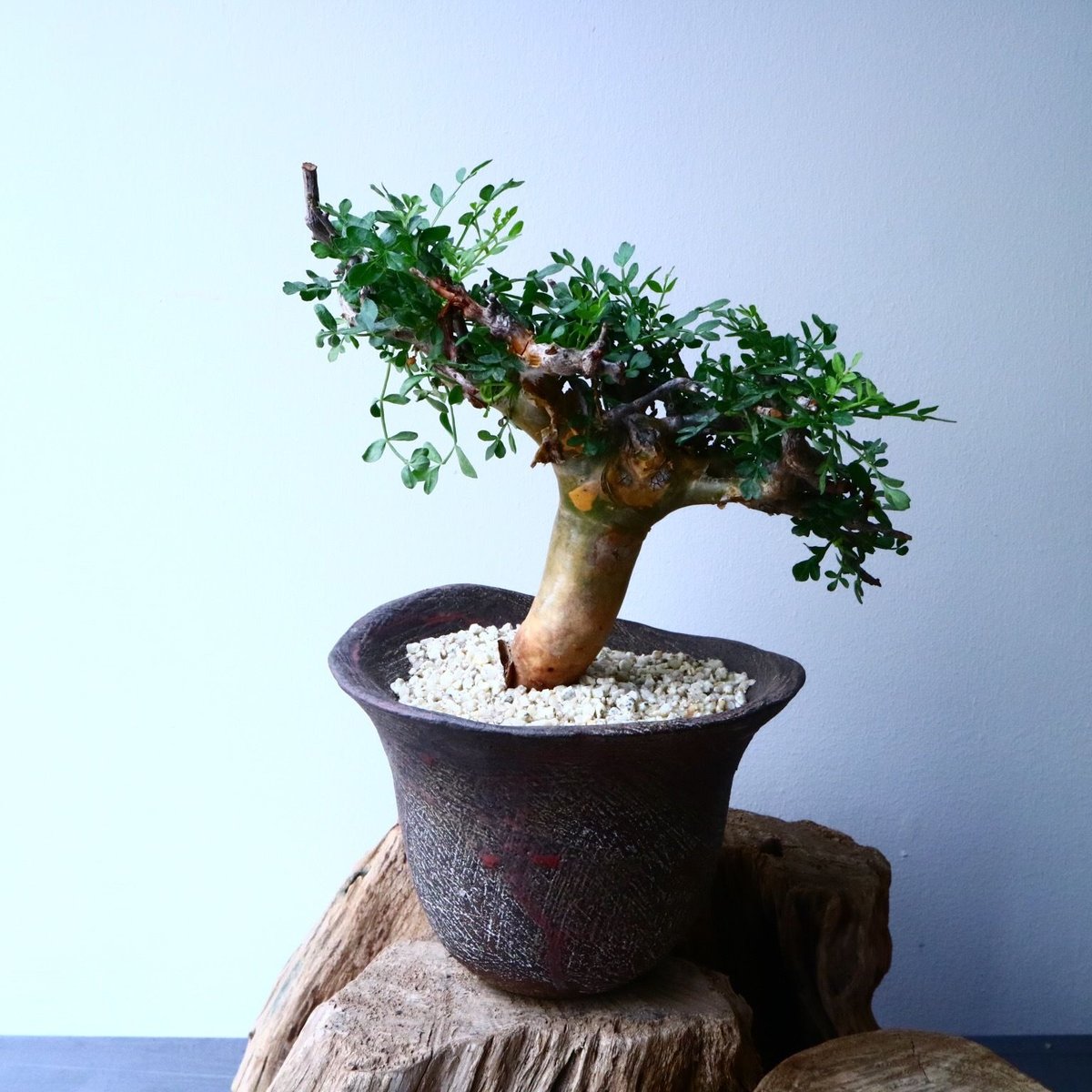 コミフォラ ピンネイト リーブス pinnate leaves No.051 | 芽の巣山