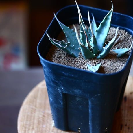 アガベ  ユタエンシス    エボリスピナ  Agave uthaensis var. eborispina  no111574①