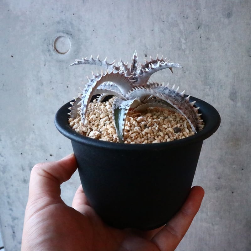 Dyckia 'Black Ice'. 001 | 芽の巣山