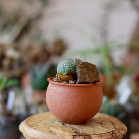 Euphorbia obesa  × N/OH (2.5号)  no.1101/24