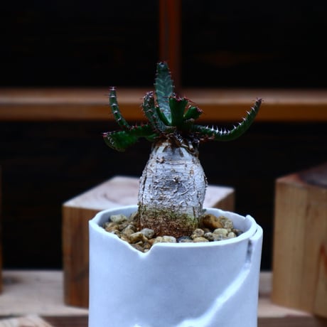 ユーフォルビア ステラータ 飛竜／Euphorbia stellata   no.52315