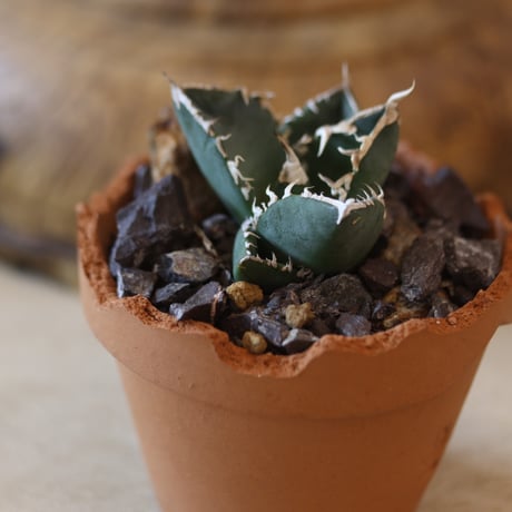 Agave titanota South African Diamond "SAD" × YAMABACHI var. N/OH  no.126-39