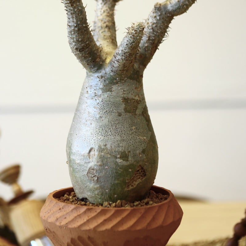 パキポディウム イノピナツム / Pachypodium Inopinatum no.52