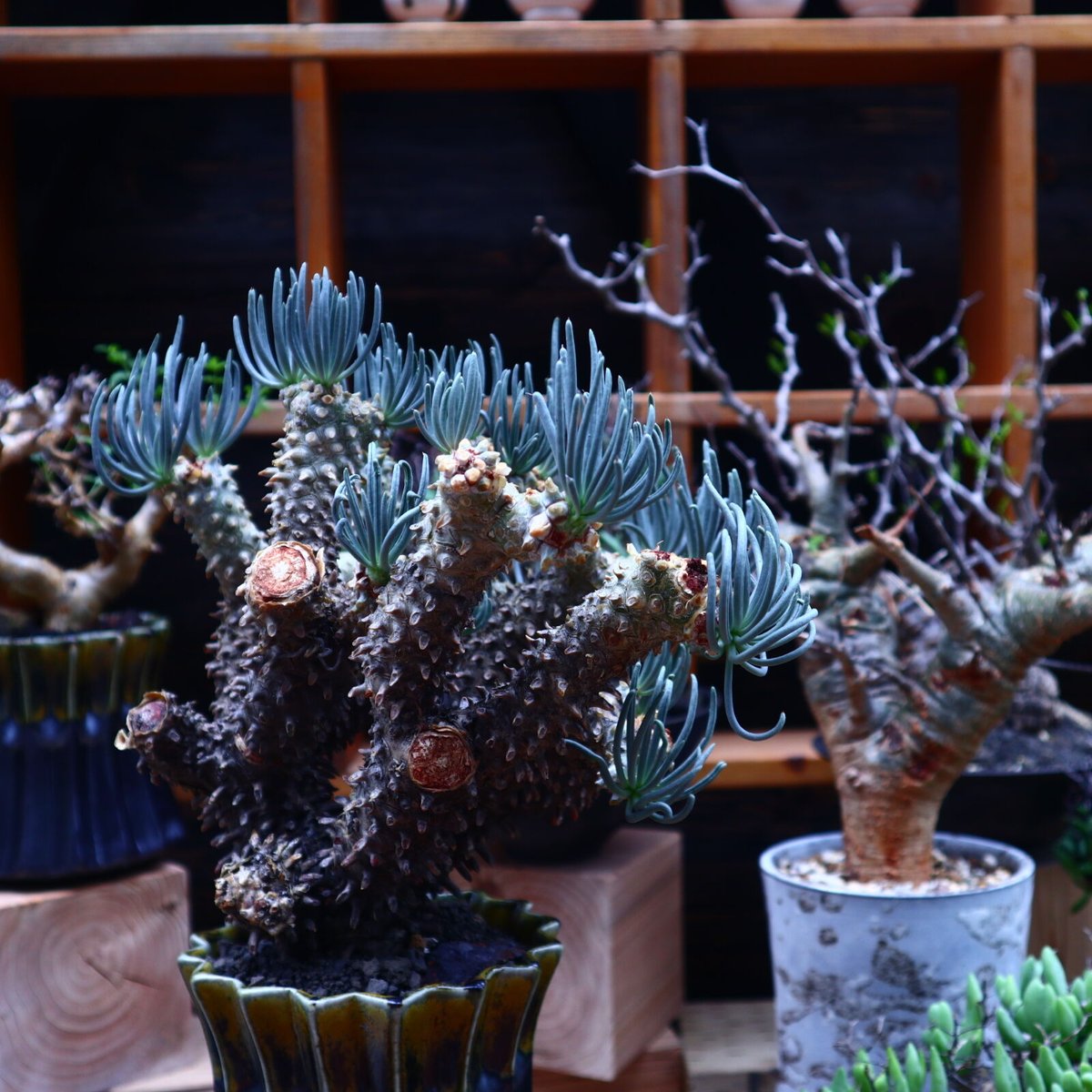 チレコドン ワリチー／Tylecodon wallichii no.53029 | 芽の巣山