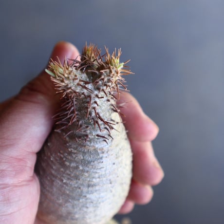 パキポディウム グラキリス 抜苗  Pachypodium rosulatum var. gracilius no.100624