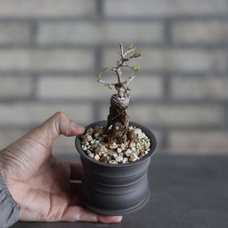 Operculicarya pachypus × takero pot (3号)  no.524/27
